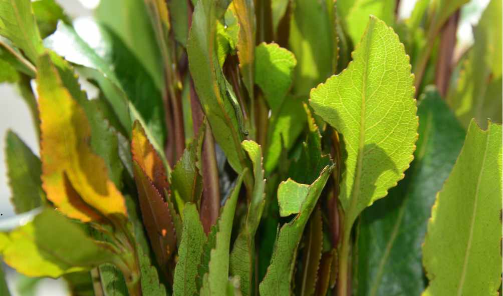 מיץ גת יתרונות וחסרונות